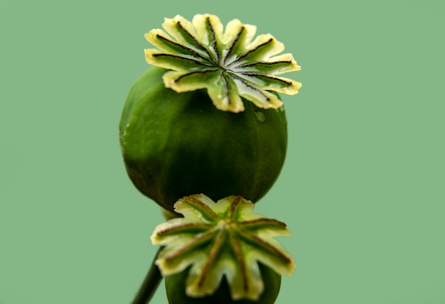 Scatola di papavero, macrofotografia. Concetto floreale.