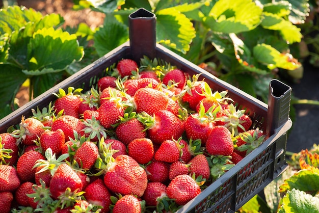 Scatola di plastica piena di fragole fresche ancora nella rugiada mattutina Bacche appena raccolte in un contenitore