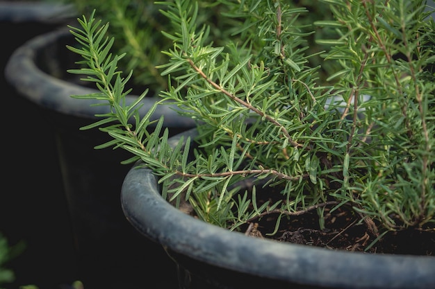 Scatole da letto vegetale con terreno nell'orto biologico del caffè