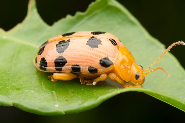 scatti del primo piano dei cicli di vita dello scarabeo fogliare