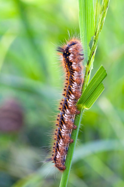 Scatti macro, bella scena della natura. Primo piano bellissimo bruco di farfalla..