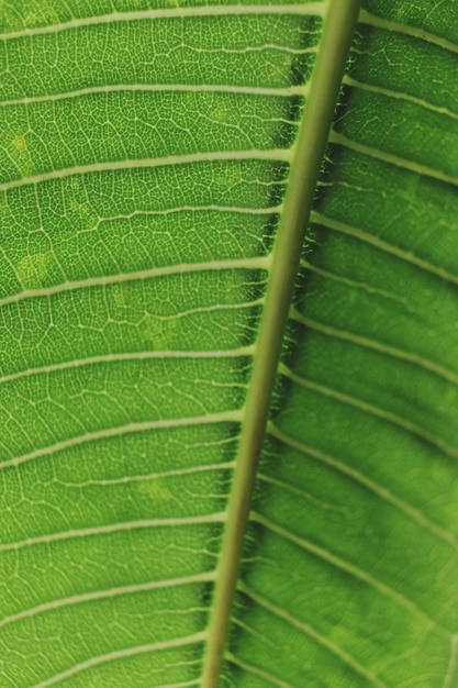Scatto completo di foglia verde