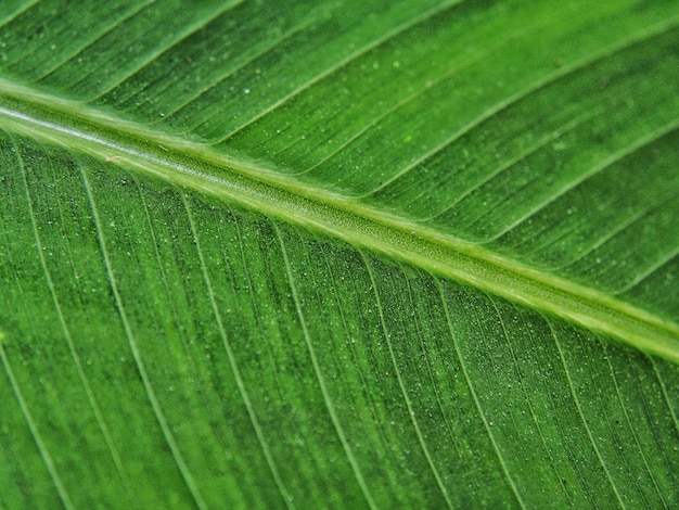 Scatto completo di foglia verde