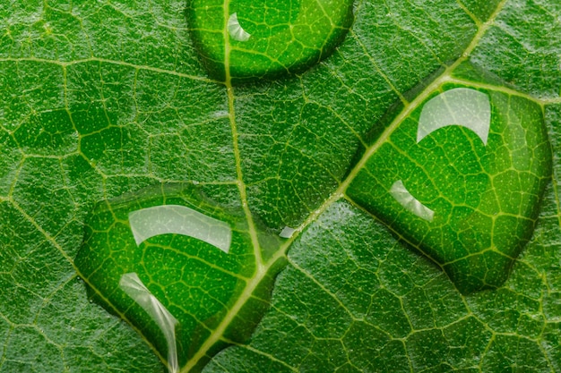 Scatto completo di gocce d'acqua su foglia verde