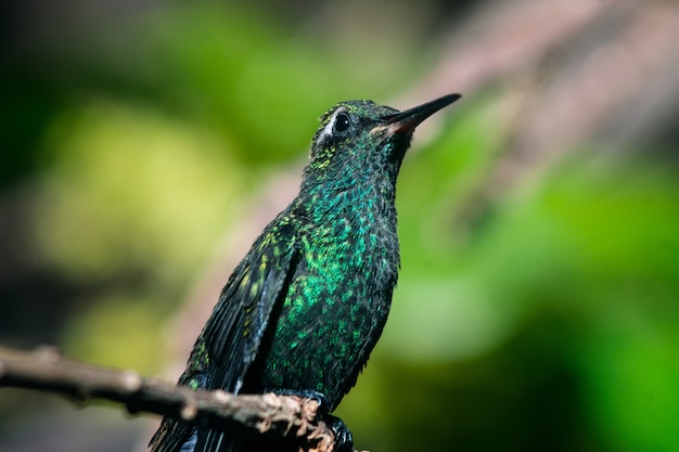 Scatto di un incredibile colibrì che si appollaia su un ramo di un albero su uno sfondo sfocato