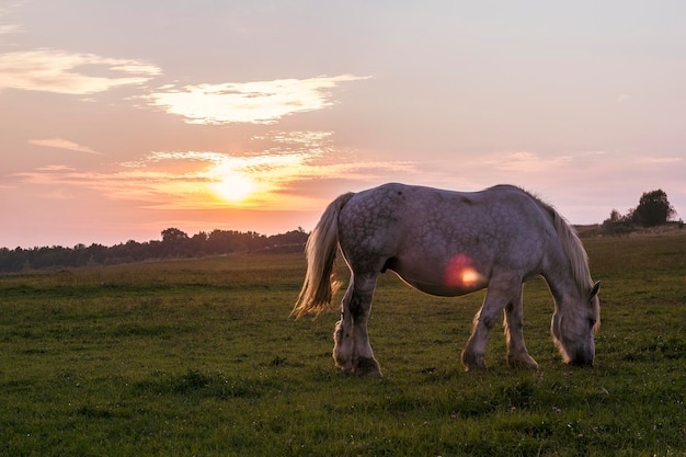 Scatto di un pony testurizzato bianco che pascola in un ampio campo durante il tramonto con lo sfondo del cielo