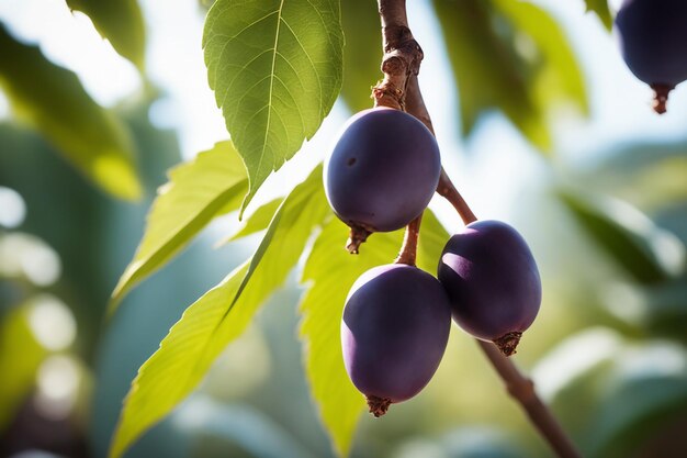 scatto fotografico di un Acai attaccato a un ramo di un albero con uno sfondo sfocato