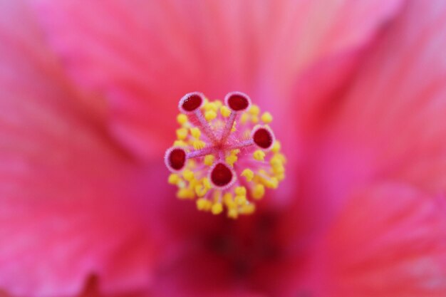 Scatto macro della testa di fiore rosa