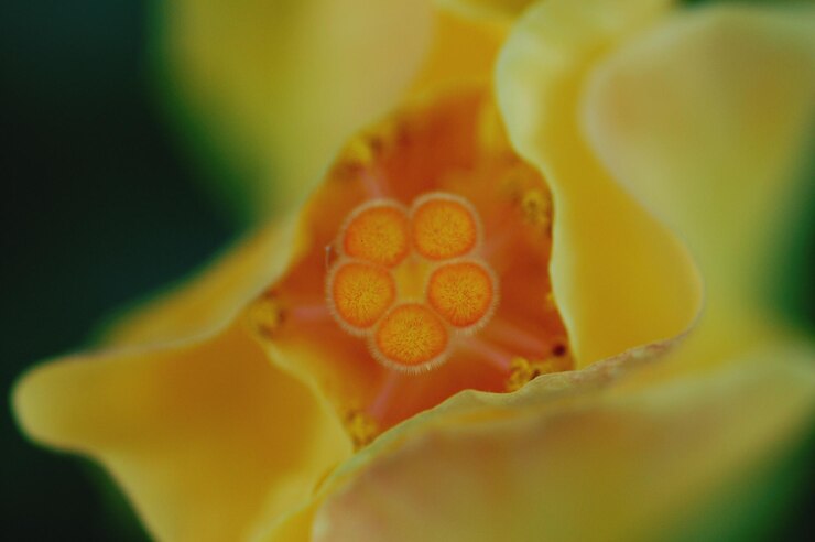 Foto scatto macro di fiore giallo