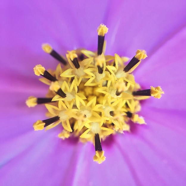 Scatto macro di fiore rosa