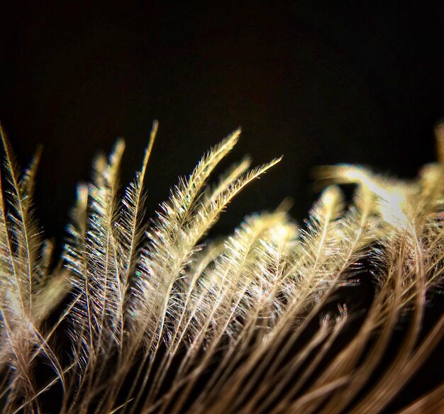 Scatto macro di gambi sul campo su sfondo nero