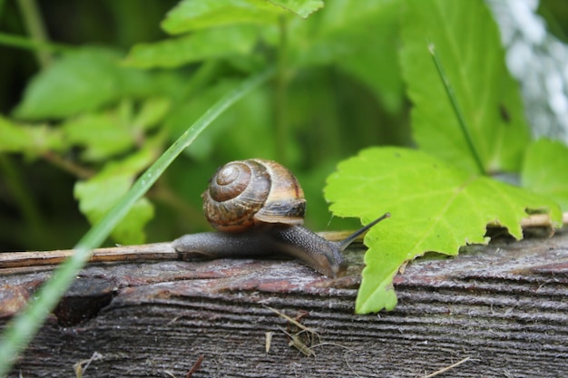 Scatto macro di lumache sul legno