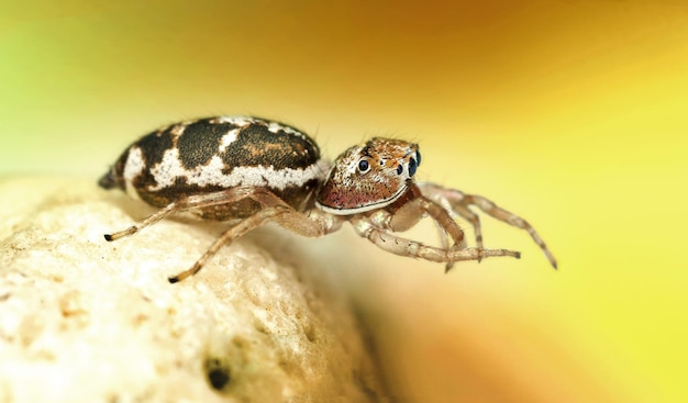 Scatto macro di ragno su pietra