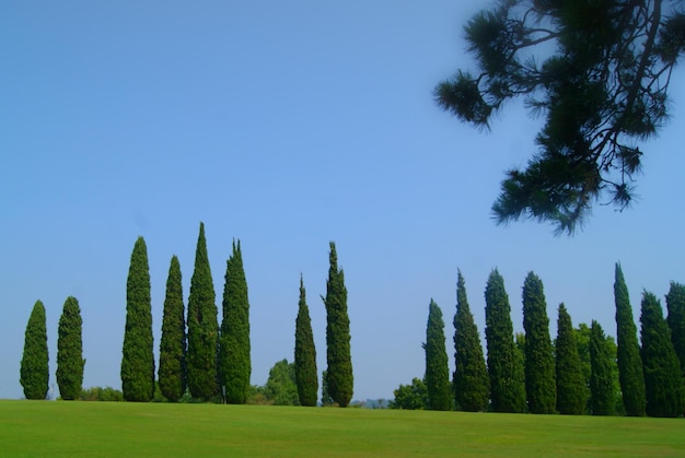 Scatto panoramico degli alberi sul campo contro un cielo limpido
