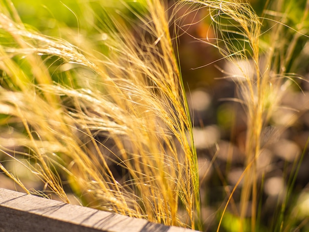 Scatto ravvicinato dell'erba secca di piuma messicana stipa tenuissima coda di pony