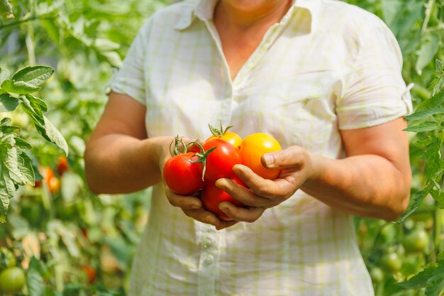 Scatto ravvicinato di mani di contadini maturi che mostrano un mucchio di pomodori rossi freschi crudi maturi contadina