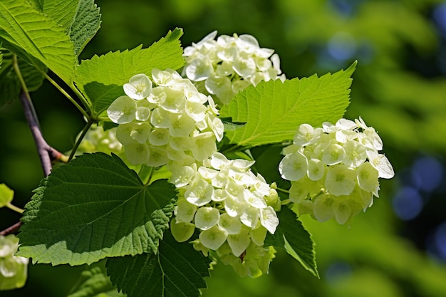 Scatto ravvicinato di un bellissimo fiore di hortensia serrata con foglie verdi