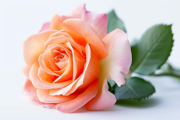 Scatto ravvicinato di un bouquet di rose rosa isolato su uno sfondo bianco con uno spazio di copia