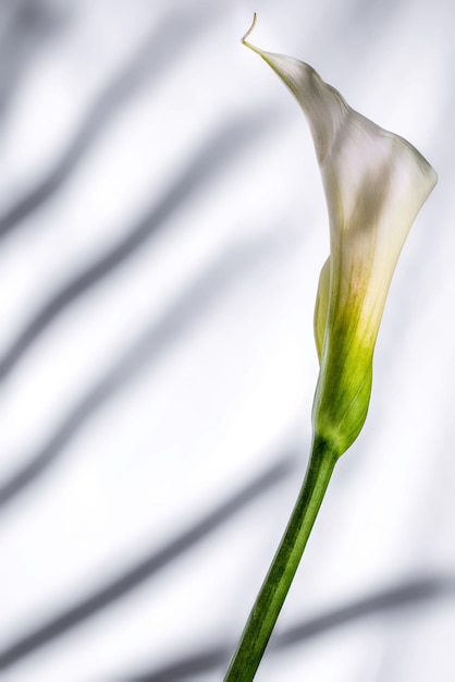 Scatto verticale di un fiore di giglio con ombre sullo sfondo bianco