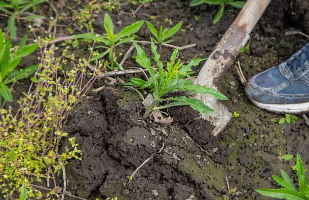 Scavare l'erbaccia seminare il cardo selvatico nel giardino Messa a fuoco selettiva