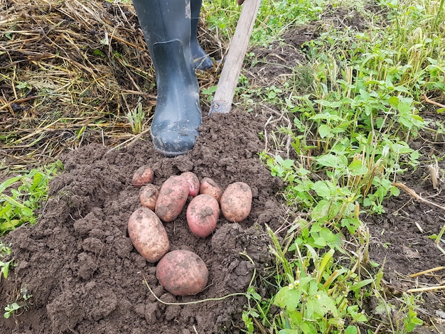 Scavare patate con una pala su un terreno agricolo