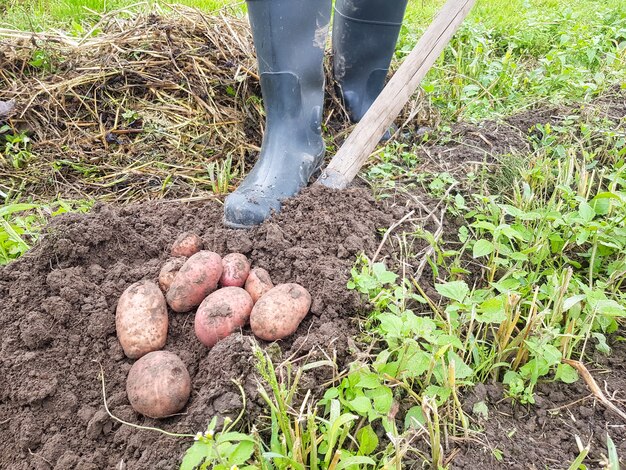 Scavare patate con una pala su un terreno agricolo