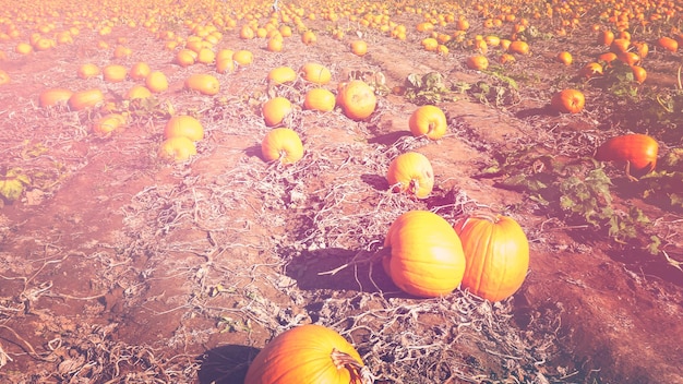 Scegli una grande zucca all'inizio della stagione.