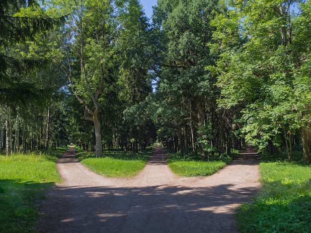 Scegliere un percorso. L'incrocio, tre strade forestali convergono in una sola.