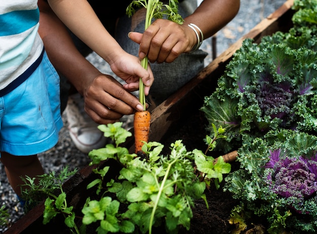 Scegliere una carota in un giardino