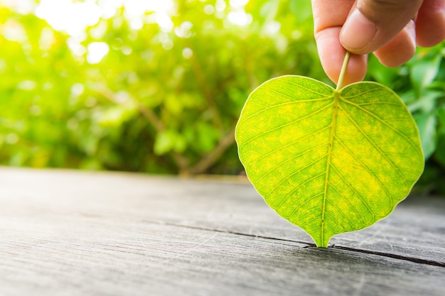 Scelta della mano del primo piano foglie di un cuore