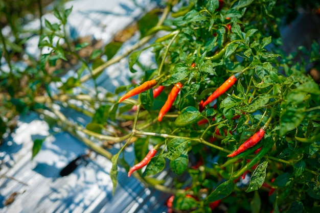 Scelta di peperoncini rossi o peperoncini freschi nel giardino naturale e nel background agricolo asiatico