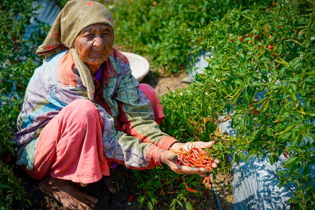 Scelta di peperoncini rossi o peperoncini freschi nel giardino naturale e nel background agricolo asiatico