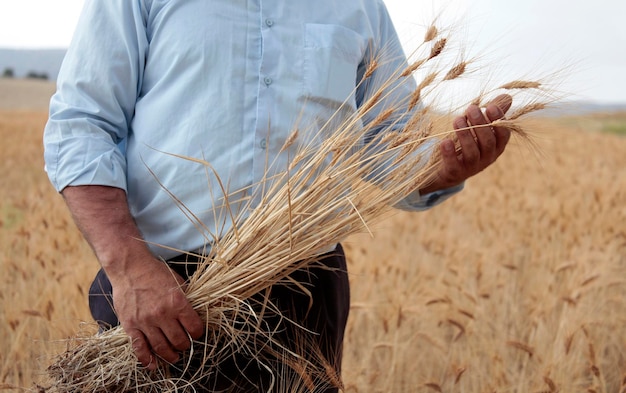 Scena agricola Mano in un campo Toccando il raccolto