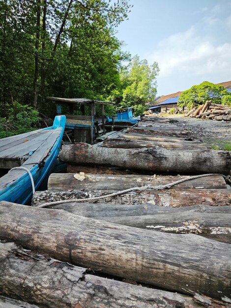 scena all'aperto del tronco di legno di mangrovia tagliato