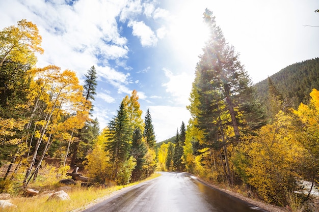 Scena autunnale colorata sulla strada di campagna nella foresta