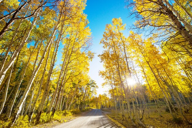 Scena autunnale colorata sulla strada di campagna nella foresta