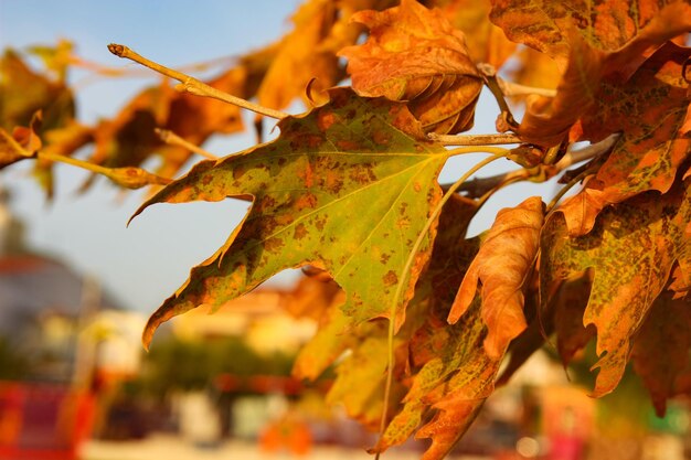 Scena autunnale con foglie gialle e arancioni all'alba