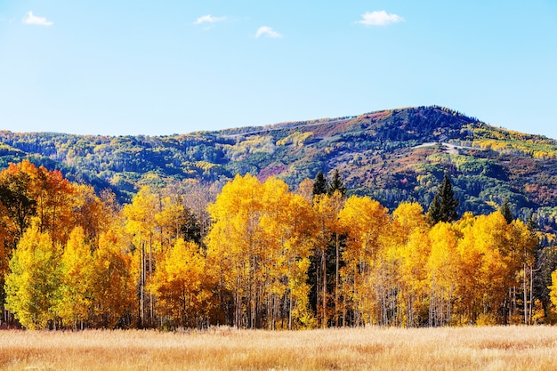 Scena autunnale nei toni del giallo