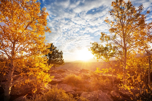 Scena autunnale nei toni del giallo