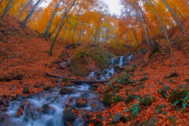 Scena autunnale Sette laghi Bolu Turchia