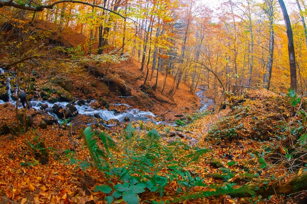 Scena autunnale Sette laghi Bolu Turchia