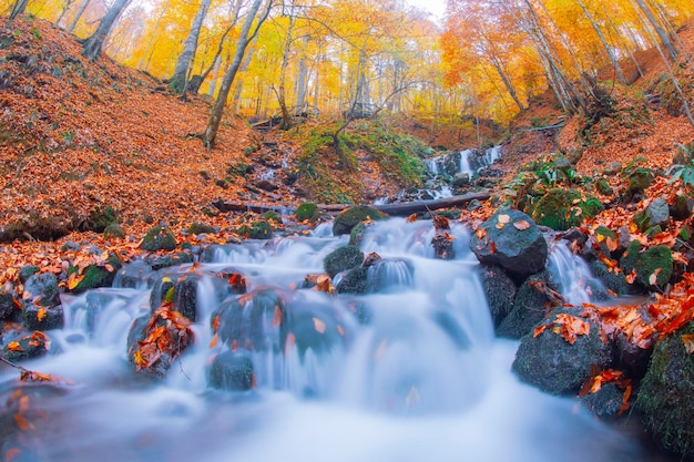 Scena autunnale Sette laghi Bolu Turchia