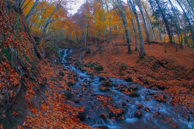 Scena autunnale Sette laghi Bolu Turchia