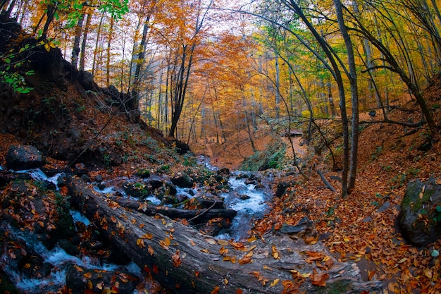 Scena autunnale Sette laghi Bolu Turchia