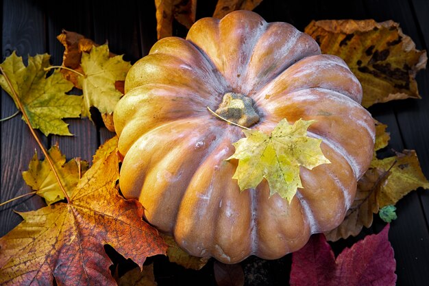 Scena autunnale. Zucca e fogliame