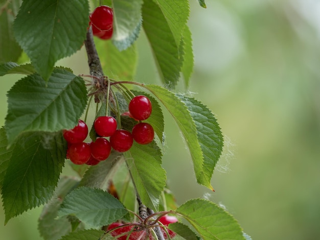 Scena con ramo di ciliegia naturale e frutti maturi