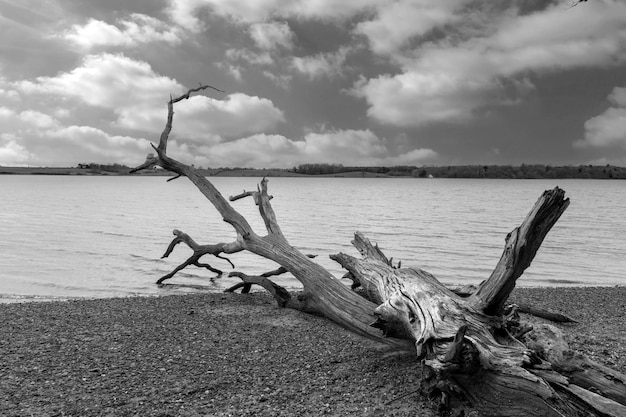 Scena del fiume albero caduto in bianco e nero