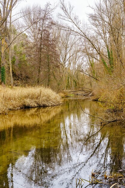 Scena della foresta autunnale con ruscello e riflessi nell'acqua dagli alberi.