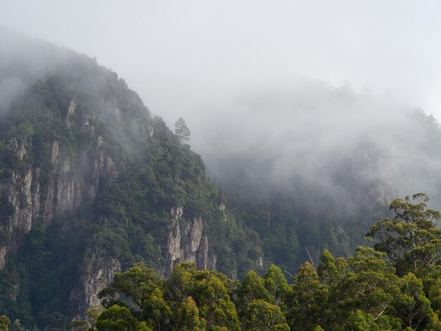 Scena della foresta pluviale temperata con nebbia e nuvole nella zona di Tarkine in Tasmania, in Australia