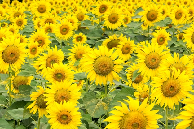 Scena della natura del campo di girasole. Paesaggio del campo di girasoli